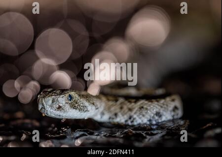 Rattlesnake, un neonato Western Diamond, su una strada dopo una pioggia. Bosque del Apache National Wildlife Refuge, New Mexico, IUSA. Foto Stock