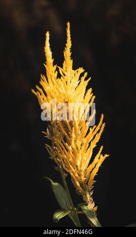 l'erba gialla delle pampas si illumina alla luce della sera Foto Stock