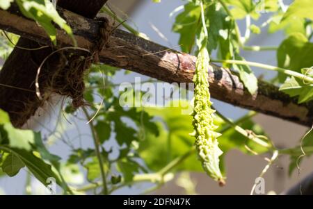 Amaro melone frutta matura tempo in giardino Foto Stock