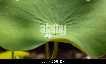 Gocce d'acqua sulla foglia di loto mattina luce solare Foto Stock