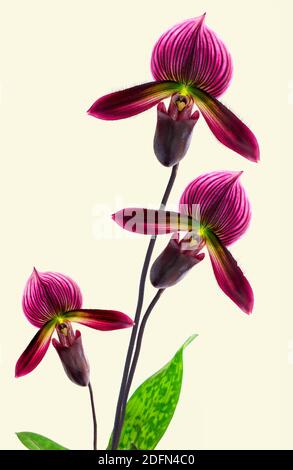 tre orchidee viola su sfondo giallo Foto Stock
