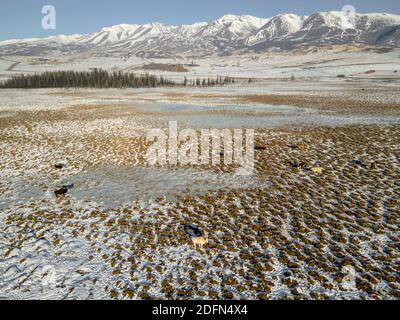 Paesaggio invernale con campo bianco nevoso, mandria di mucche. Pascoli invernali, vista dall'alto, vista aerea. Foto Stock