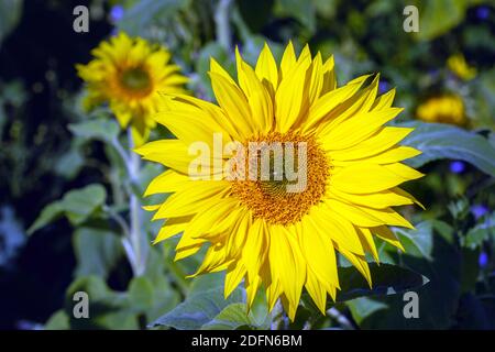 Sonnenblume (Helianthus annuus) Foto Stock