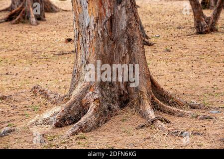 Tronco d'albero sulla spiaggia pubblica di Flic en Flac Ad ovest dell'isola tropicale di Mauritius Foto Stock