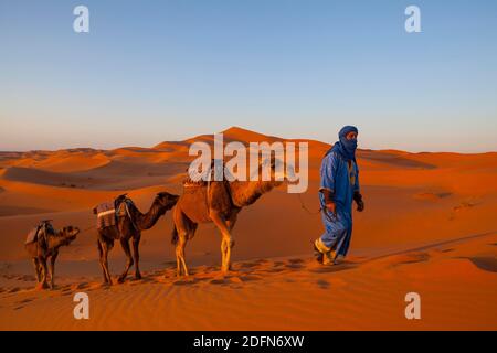 Driver del cammello e dune di sabbia del deserto del Sahara, Merzouga, Marocco, Africa Settentrionale, Africa Foto Stock