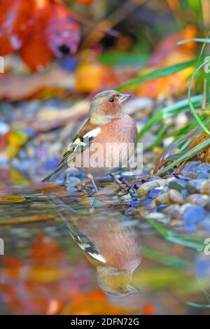 Chaffinch comune (Fringilla coelebs), maschio riflesso in acque poco profonde, Solms, Assia, Germania Foto Stock