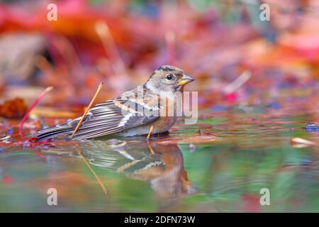 Brambling (Fringilla montifringilla), bagno maschile in acque poco profonde Assia, Germania Foto Stock