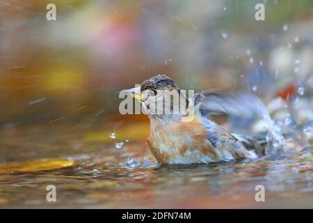 Brambling (Fringilla montifringilla), bagno maschile in acque poco profonde Assia, Germania Foto Stock