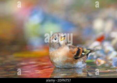 Brambling (Fringilla montifringilla), bagno maschile in acque poco profonde Assia, Germania Foto Stock