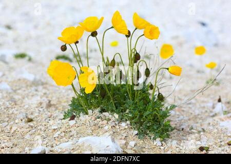 Alto Adige, AustriaYellow Alpine Poppy ( Papaver rhaeticum) , papavero retico Foto Stock