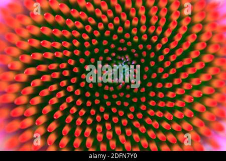 Porpora di coneflower ( Echinacea purpurea, Rudbeckia purpurea) Foto Stock