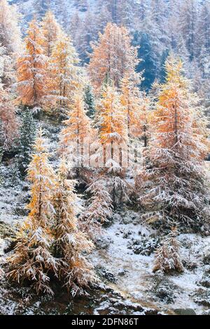 Larice bosco , Larice, Vallese, Svizzera Foto Stock