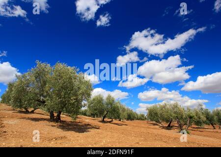 Oliveti lungo la A311, tra Andujar e Jaen, provincia di Jaen, Andalusia, Spagna Foto Stock