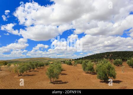 Oliveti lungo la A311, tra Andujar e Jaen, provincia di Jaen, Andalusia, Spagna Foto Stock