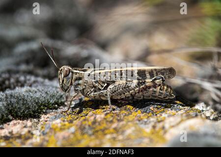 Rinoceronte macchiato (Bryodemella tuberculata), Vallese, Svizzera Foto Stock