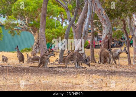 Gruppo di canguri nella baia di Wirrina in Australia Foto Stock