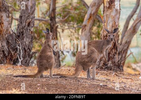 Gruppo di canguri nella baia di Wirrina in Australia Foto Stock