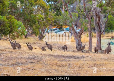 Gruppo di canguri nella baia di Wirrina in Australia Foto Stock