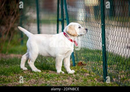 labrador cucciolo guardando attraverso una recinzione di filo Foto Stock