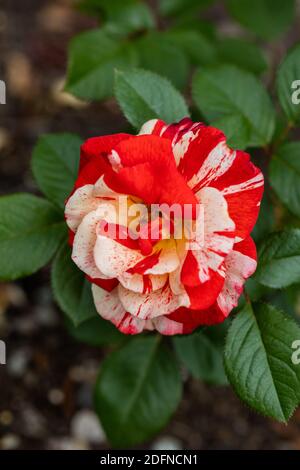 "Hanky Panky' Floribunda Rose, Floribundaros (rosa) Foto Stock