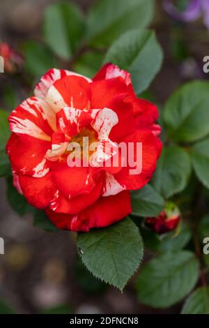 "Hanky Panky' Floribunda Rose, Floribundaros (rosa) Foto Stock