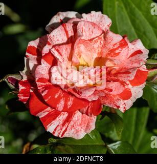 "Hanky Panky' Floribunda Rose, Floribundaros (rosa) Foto Stock