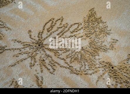 Disegni intriganti di arte della sfera di sabbia lavoro da granchi di gorgogliatore di sabbia su Mission Beach, Clump Point, Cassowary Coast Region, Queensland, Australia Foto Stock