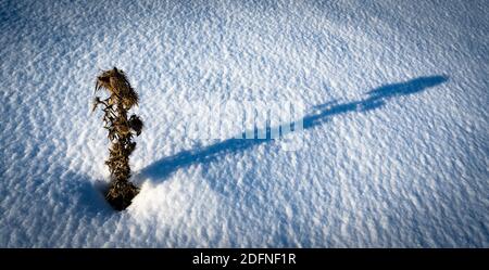 Dead Thistle in the Snow, Langstrothdale Foto Stock