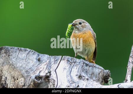 Gartenrotschwanz (Phoenicurus phoenicurus) Weibchen Foto Stock