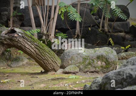 La wallaby a collo rosso o la wallaby di Bennett (Macropus rufogriseus) Foto Stock