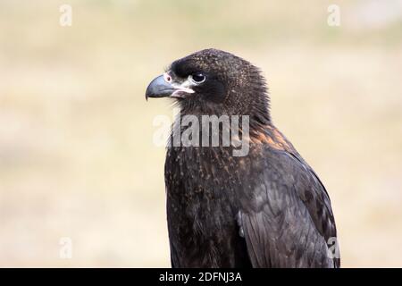 Primo piano caracara striata, Isole Falkland, Malvinas Foto Stock