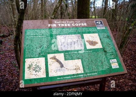 Parte del sentiero pubblico Wey South Path attraverso la riserva naturale Fir Tree Copse. Surrey Wildlife Trust, Chiddingfold Forest, SSSI. Area del bosco Foto Stock