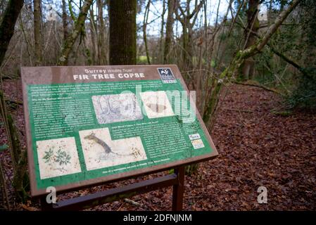 Parte del sentiero pubblico Wey South Path attraverso la riserva naturale Fir Tree Copse. Surrey Wildlife Trust, Chiddingfold Forest, SSSI. Area del bosco Foto Stock