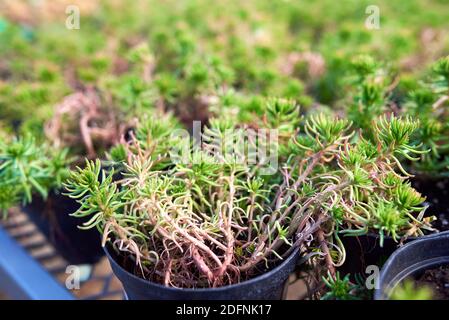 Sedum è un genere di grandi dimensioni di piante in fiore nella famiglia Piante succulente | Dicotiledoni, i membri dei quali sono comunemente noti come stonecrops Foto Stock