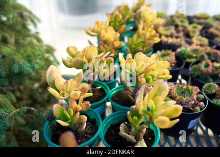 Succulenti in vasi di fiori verdi Foto Stock