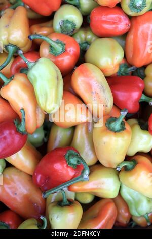 Dettagli di peperoni paprika verious sul mercato Foto Stock