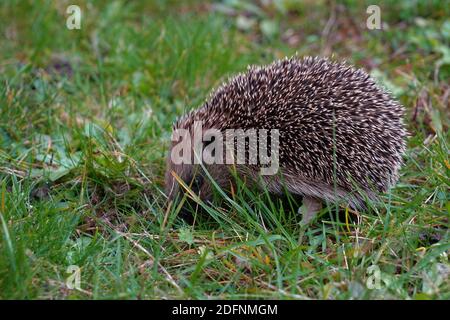 Riccio europeo, in latino chiamato Erinaceus europaeus, in vista laterale in primo piano, alla ricerca di cibo alla fine del giorno d'autunno. Sfondo in erba e spazio per la copia. Foto Stock