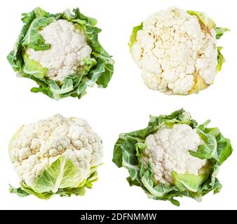 Collezione di Cauliflowers freschi e maturi isolati su sfondo bianco Foto Stock