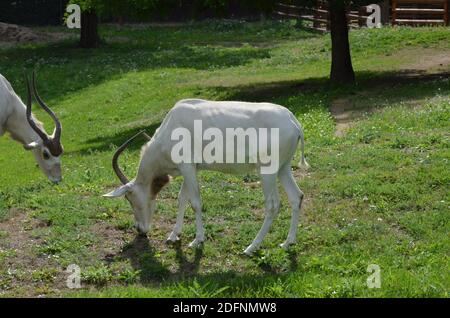 Le antilopi curve a corna Addax (Addax nasomaculatus) Foto Stock