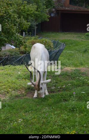 Le antilopi curve a corna Addax (Addax nasomaculatus) Foto Stock