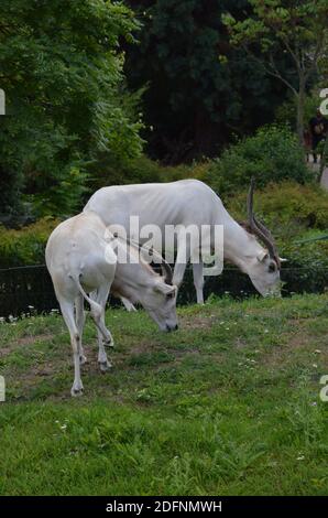 Le antilopi curve a corna Addax (Addax nasomaculatus) Foto Stock