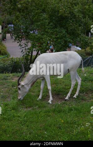 Le antilopi curve a corna Addax (Addax nasomaculatus) Foto Stock