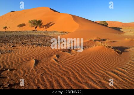 Red dune di sabbia con ciottoli di pietra e Thorn trees, Sossusvlei, Namib Desert, Namibia Foto Stock