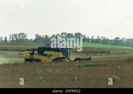 Russia, Bryansk-07/23/2018: La mietitrebbia sul campo raccoglie i raccolti di grano. Foto di scorta. Foto Stock