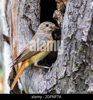 Gartenrotschwanz (Phoenicurus phoenicurus) Weibchen Foto Stock