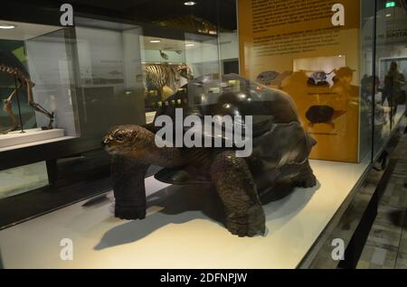 Vista interna del Museo Senckenberg di Francoforte Foto Stock