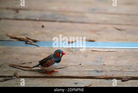 Bella piccola Zebra finch nella natura selvaggia. Foto Stock