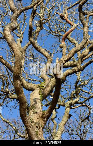 Cerro intrecciato e rami antichi boschi di quercia di Lawrenny Pembrokeshire Galles Regno Unito contro il cielo blu d'inverno Foto Stock