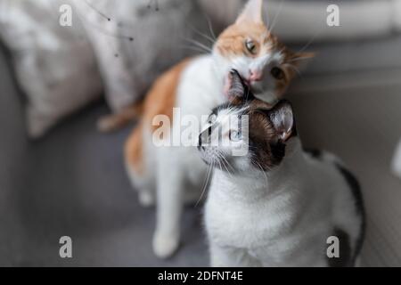 il gatto marrone e bianco leccano l'orecchio di un nero e gatto bianco con occhi blu Foto Stock