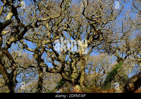 Cerro intrecciato e rami antichi boschi di quercia di Lawrenny Pembrokeshire Galles Regno Unito contro il cielo blu d'inverno Foto Stock